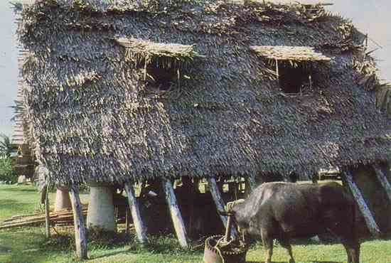 A traditional thatched hut with a water buffalo in the foreground.